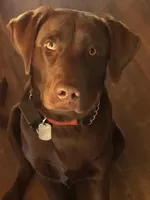 AKC Light blue collar male, a male Labrador Retriever for sale in Ottertail, MN – Photo 8 of 9