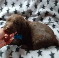 AKC Light blue collar male, a male Labrador Retriever for sale in Ottertail, MN – Photo 5 of 9