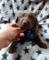 AKC Light blue collar male, a male Labrador Retriever for sale in Ottertail, MN – Photo 2 of 9