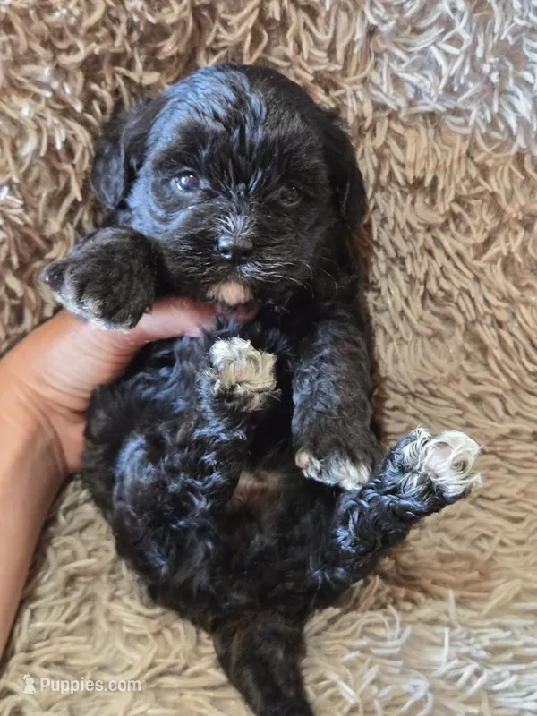Pebbles – Cavapoo puppy for sale in Ottertail, MN