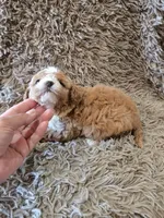 Penny, a female Cavapoo and Poodle - Miniature  for sale in Ottertail, MN – 4 of 6