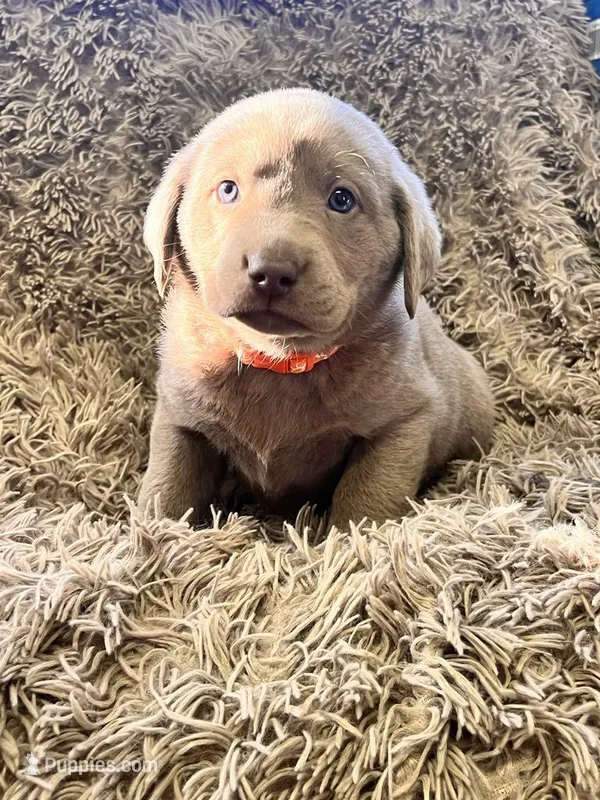AKC orange-silver male