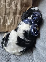 Oreo, a male Cavapoo and Poodle - Miniature  for sale in Ottertail, MN – 3 of 9