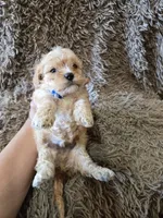Teddy, a female Cavapoo and Poodle - Miniature  for sale in Ottertail, MN – 5 of 6