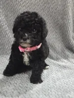 Cookie, a female Cavapoo and Poodle - Miniature  for sale in Ottertail, MN – 4 of 5