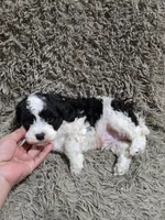 processed/35e4c604-03d4-4bf8-82ed-024b8b27a3ce/listing/8b3999a6-2b7c-447f-ba09-e5b43229365b/b285df8e-8ad2-4bb2-b514-239af6f2ea43