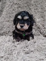 Rocky, a male Cavapoo and Poodle - Miniature  for sale in Ottertail, MN – Photo 7 of 7