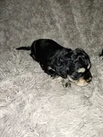 Rocky, a male Cavapoo and Poodle - Miniature  for sale in Ottertail, MN – Photo 2 of 7