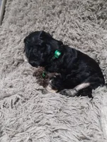 Rocky, a male Cavapoo and Poodle - Miniature  for sale in Ottertail, MN – Photo 4 of 7