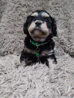 Rocky, a male Cavapoo and Poodle - Miniature  for sale in Ottertail, MN – Photo 1 of 7