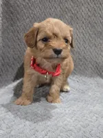 Maggie , a female Cavapoo and Poodle - Miniature  for sale in Ottertail, MN – 3 of 5