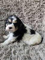 Oreo, a male Cavapoo and Poodle - Miniature  for sale in Ottertail, MN – 4 of 6