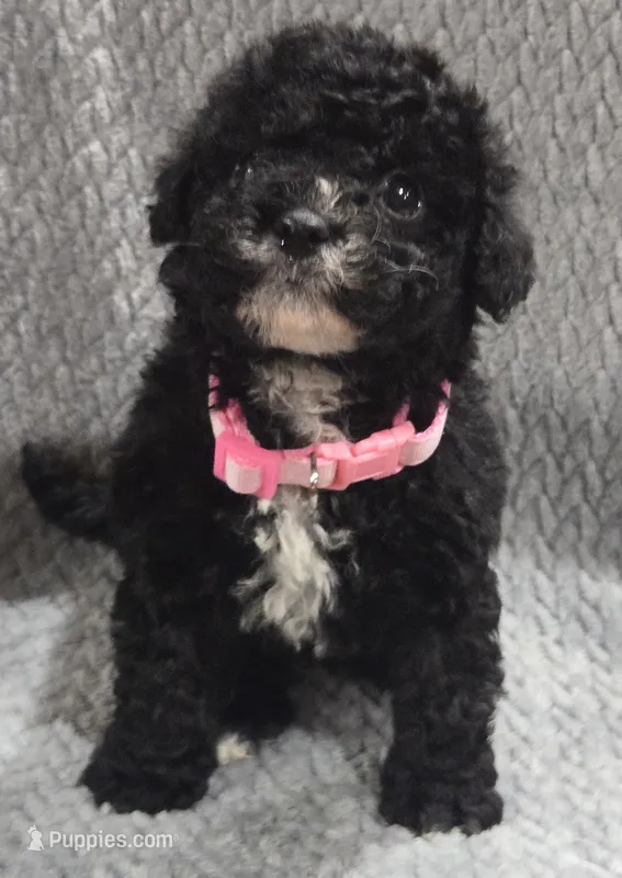 Cookie – Cavapoo, Poodle - Miniature  puppy for sale in Ottertail, MN