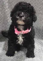 Cookie, a female Cavapoo and Poodle - Miniature  for sale in Ottertail, MN – 1 of 5
