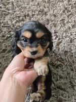 Midnight, a male Cavapoo and Poodle - Miniature  for sale in Ottertail, MN – 2 of 7
