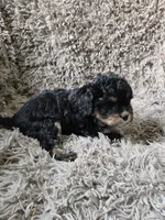 Vader , a male Cavapoo and Poodle - Miniature  for sale in Ottertail, MN – 3 of 6