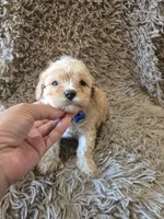 Teddy, a female Cavapoo and Poodle - Miniature  for sale in Ottertail, MN – 4 of 6
