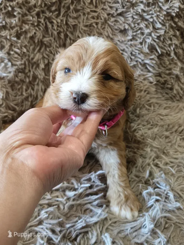 Fifi – Cavapoo puppy for sale in Ottertail, MN