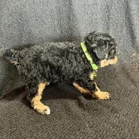 Chase, a male Cavapoo for sale in Ottertail, MN – Photo 6 of 6