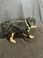 Chase, a female Cavapoo for sale in Ottertail, MN – Photo 6 of 6