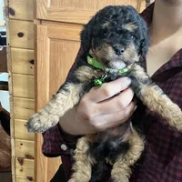 Chase, a male Cavapoo for sale in Ottertail, MN – Photo 3 of 6