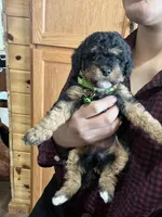 Chase, a female Cavapoo for sale in Ottertail, MN – Photo 2 of 6