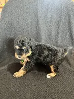 Chase, a female Cavapoo for sale in Ottertail, MN – Photo 4 of 6