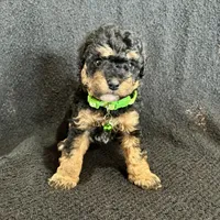 Chase, a male Cavapoo for sale in Ottertail, MN – Photo 5 of 6