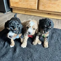 Chase, a male Cavapoo for sale in Ottertail, MN – Photo 2 of 6