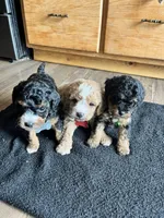 Chase, a female Cavapoo for sale in Ottertail, MN – Photo 1 of 6