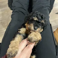 Chase, a male Cavapoo for sale in Ottertail, MN – Photo 4 of 6