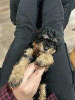 Chase, a female Cavapoo for sale in Ottertail, MN – Photo 3 of 6