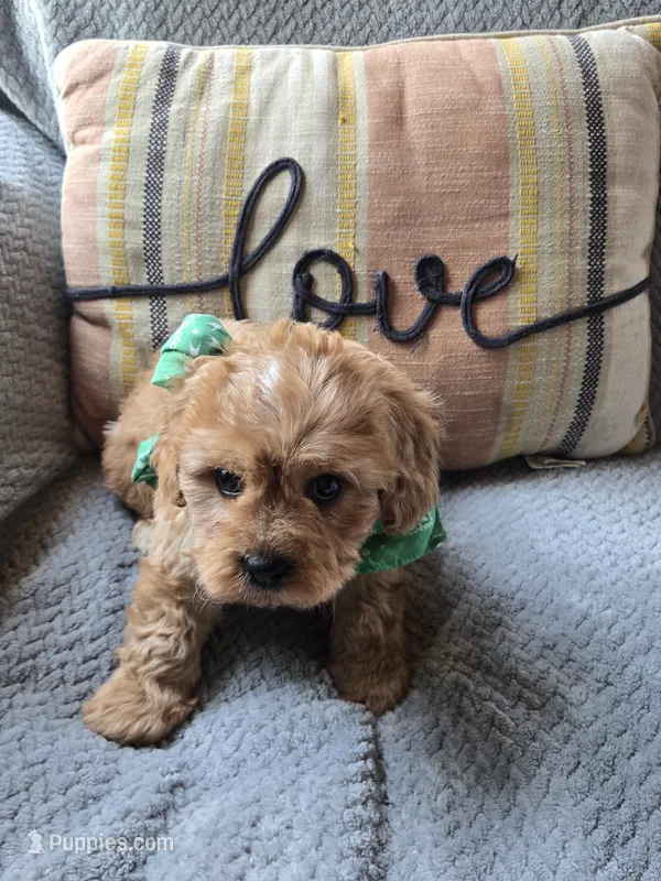 Teddy – Cavapoo, Poodle - Miniature  puppy for sale in Ottertail, MN