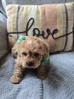 Teddy, a male Cavapoo and Poodle - Miniature  for sale in Ottertail, MN – 1 of 8