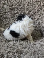 Oreo, a male Cavapoo and Poodle - Miniature  for sale in Ottertail, MN – 6 of 6