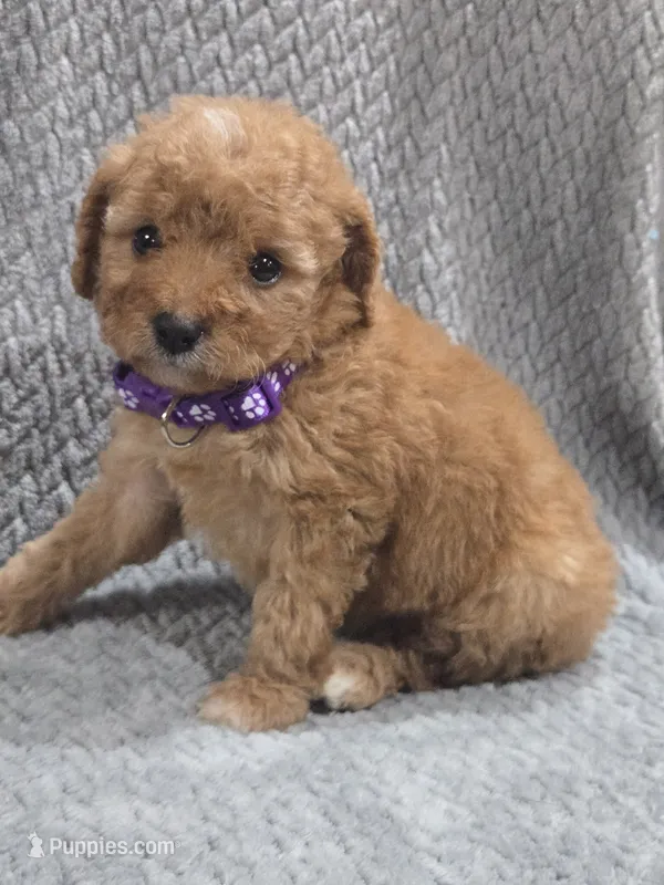 Missy – Cavapoo, Poodle - Miniature  puppy for sale in Ottertail, MN