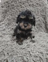 Eve, a female Cavapoo and Poodle - Miniature  for sale in Ottertail, MN – Photo 2 of 8