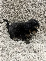 Eve, a female Cavapoo and Poodle - Miniature  for sale in Ottertail, MN – Photo 7 of 8