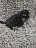 Eve, a female Cavapoo and Poodle - Miniature  for sale in Ottertail, MN – Photo 3 of 8