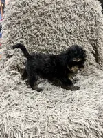 Eve, a female Cavapoo and Poodle - Miniature  for sale in Ottertail, MN – Photo 8 of 8