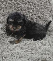 Eve, a female Cavapoo and Poodle - Miniature  for sale in Ottertail, MN – Photo 5 of 8