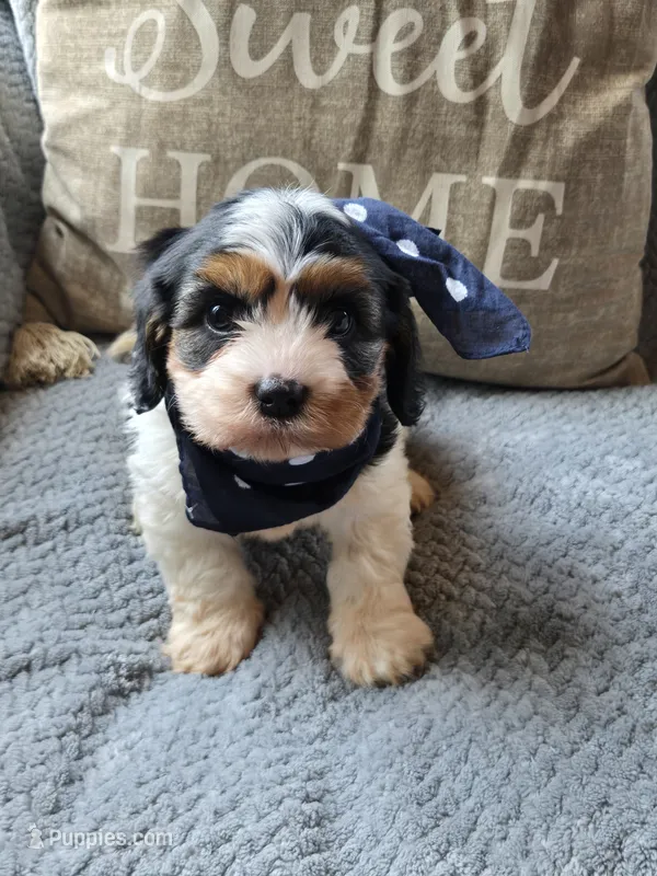Oreo – Cavapoo, Poodle - Miniature  puppy for sale in Ottertail, MN