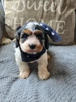 Oreo, a male Cavapoo and Poodle - Miniature  for sale in Ottertail, MN – 1 of 9