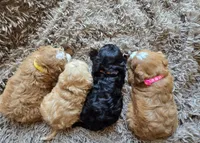 Pebbles, a female Cavapoo for sale in Ottertail, MN – 3 of 8