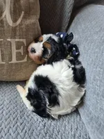 Oreo, a male Cavapoo and Poodle - Miniature  for sale in Ottertail, MN – 9 of 9
