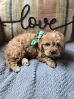 Teddy, a male Cavapoo and Poodle - Miniature  for sale in Ottertail, MN – 5 of 8
