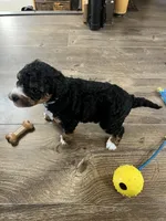 Skye, a female Cavapoo for sale in Ottertail, MN – Photo 6 of 7