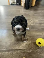 Skye, a female Cavapoo for sale in Ottertail, MN – Photo 1 of 7