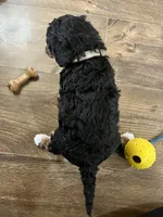 Skye, a female Cavapoo for sale in Ottertail, MN – Photo 4 of 7