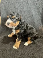 Skye, a female Cavapoo for sale in Ottertail, MN – Photo 5 of 7